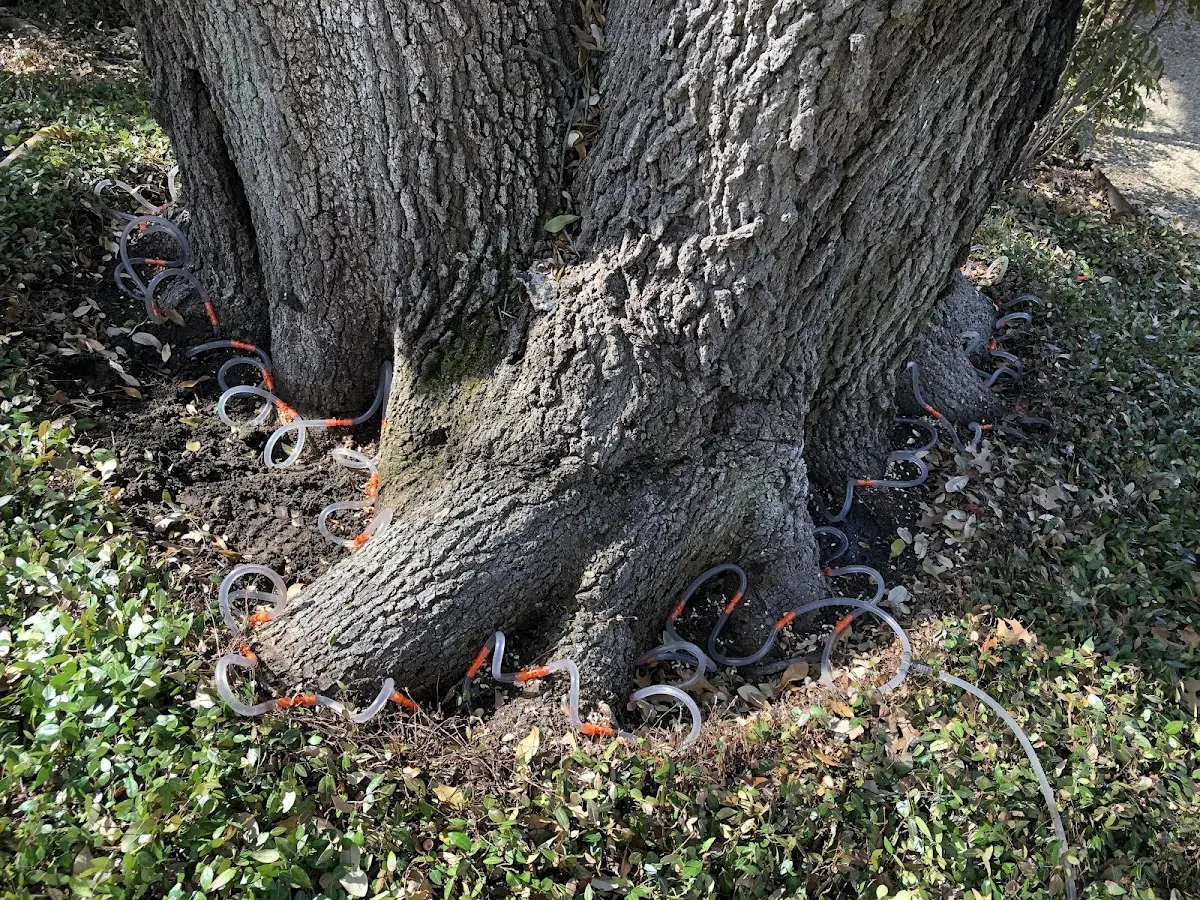 Detailed Tree Cabling and Bracing job site in Reedsburg