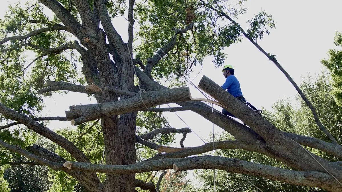 Professional Crown Thinning performed by certified arborists in Reedsburg