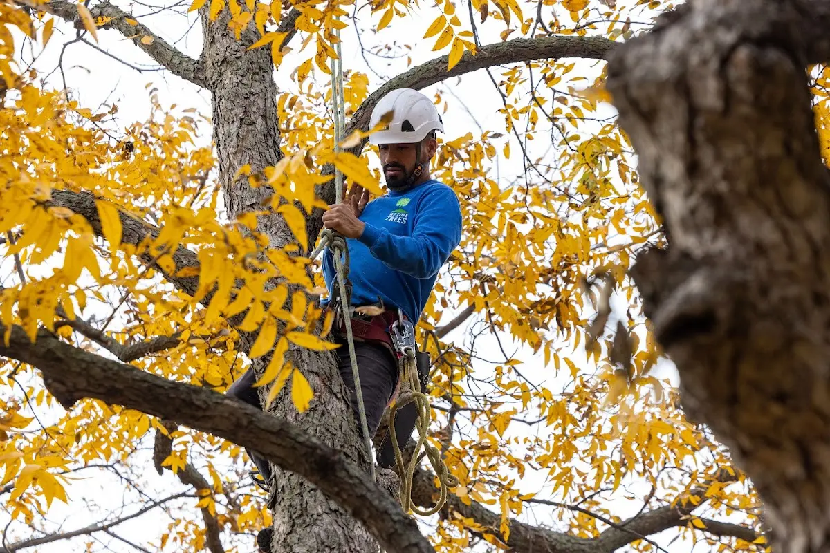 Skilled Tree Planing crew working in Reedsburg