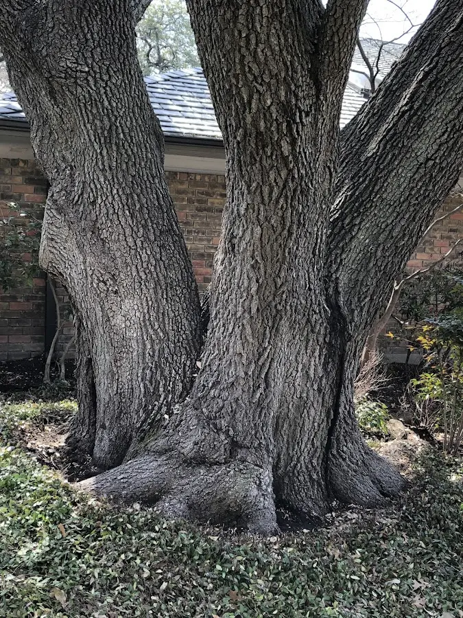 Mature heritage tree close to a Reedsburg property cared for by certified arborists